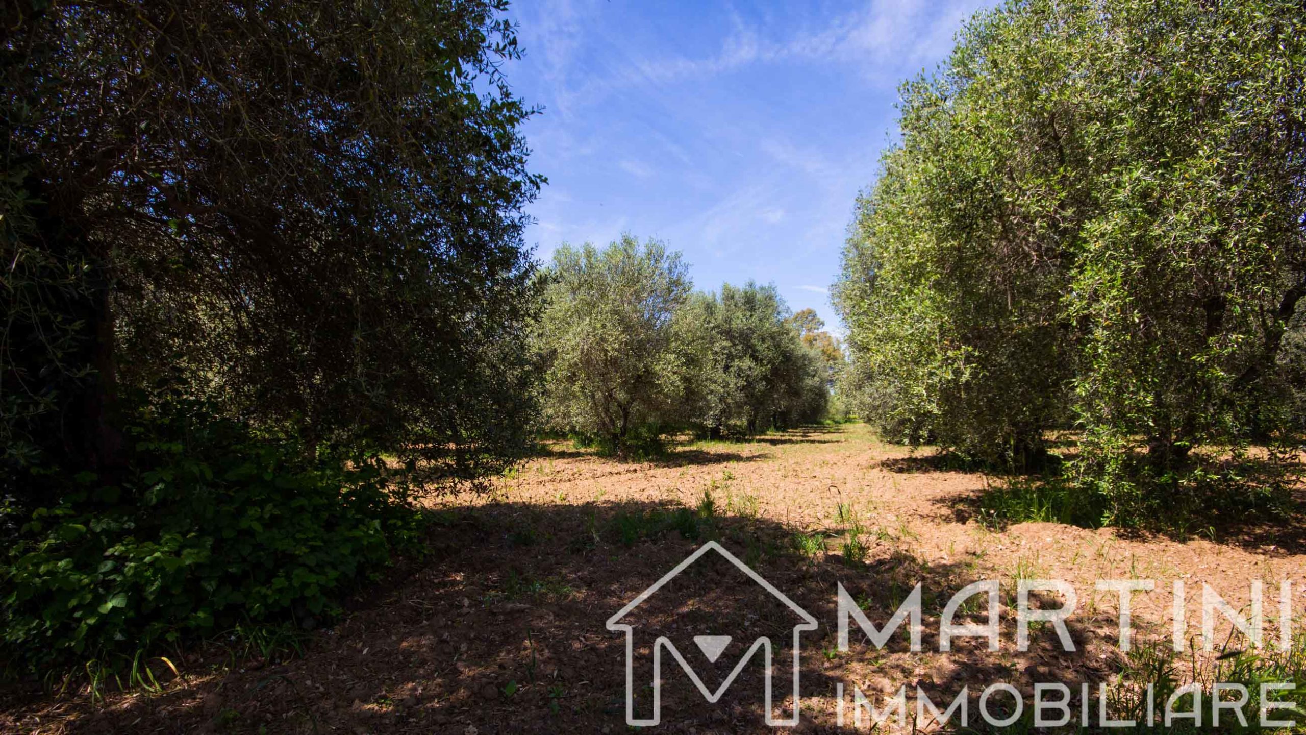 Plot of Land for Sale in Scarlino