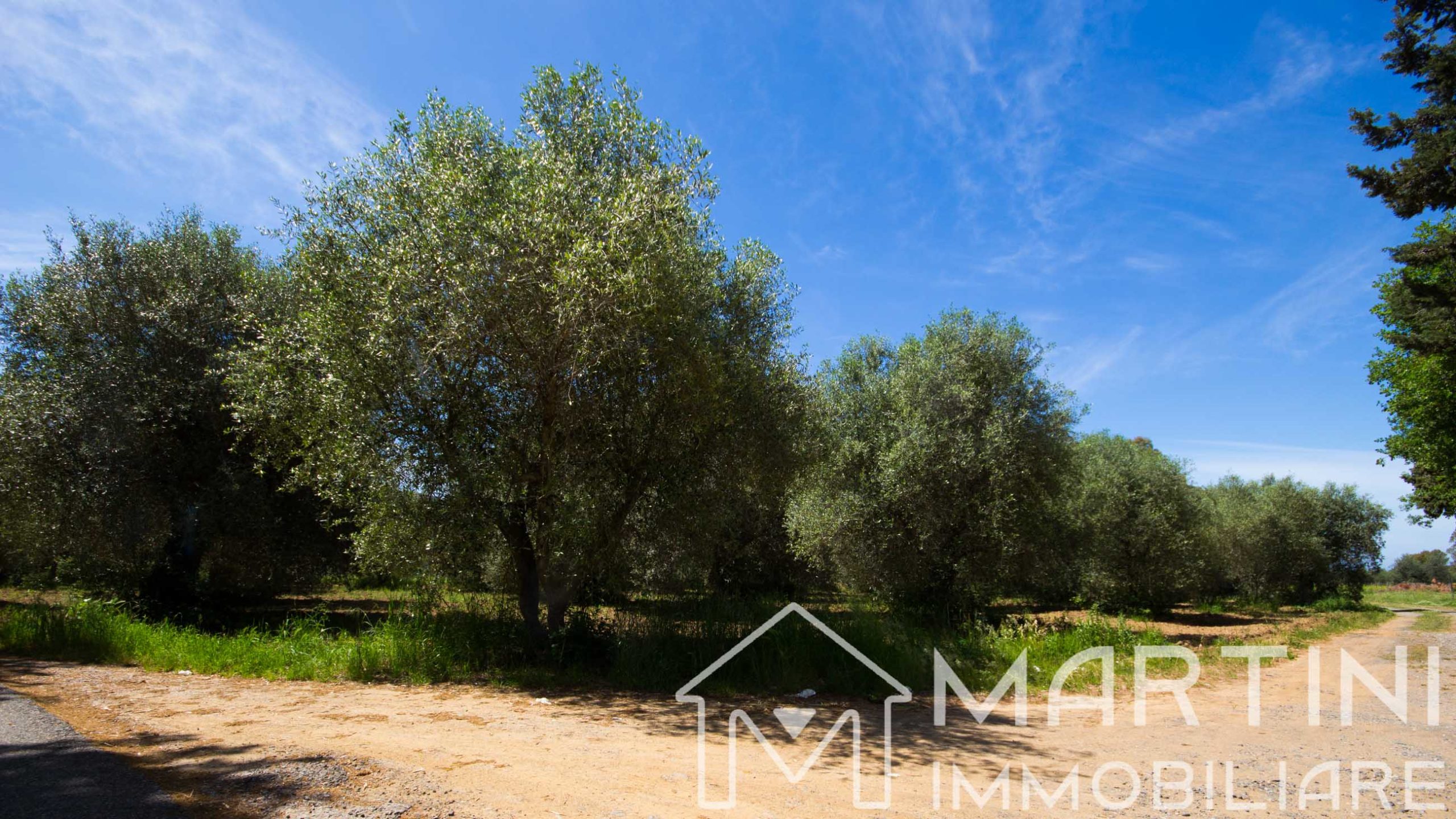 Plot of Land for Sale in Scarlino